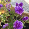 Geranium himalayense 'Plenum' - Suureõieline kurereha 'Plenum' P9/0,55L